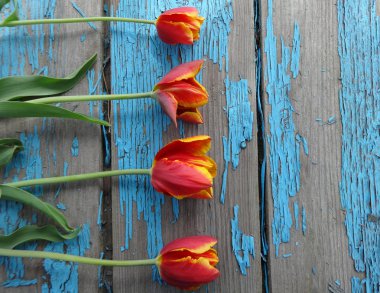 Красно-желтые тюльпаны на старом деревянном фоне