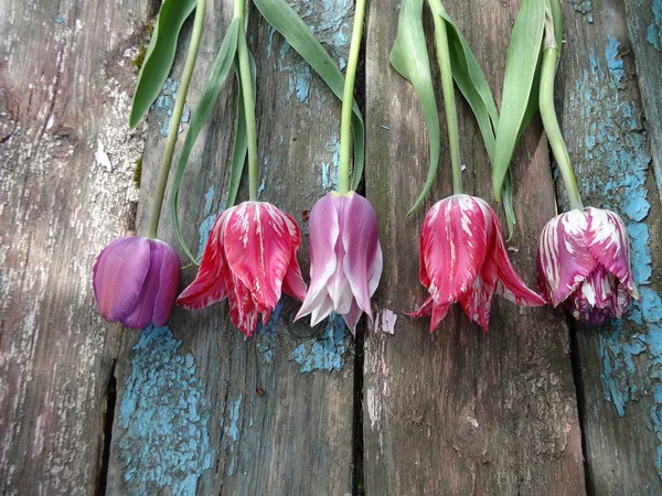 Colorful tulips on the old wooden background — Stock Photo, Image