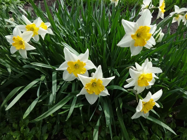 Fleurs jonquilles dans le jardin — Photo