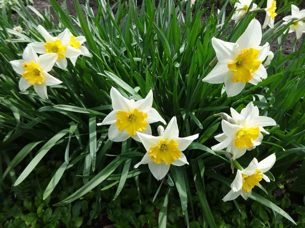 Flowers daffodils in the garden — Stock Photo, Image