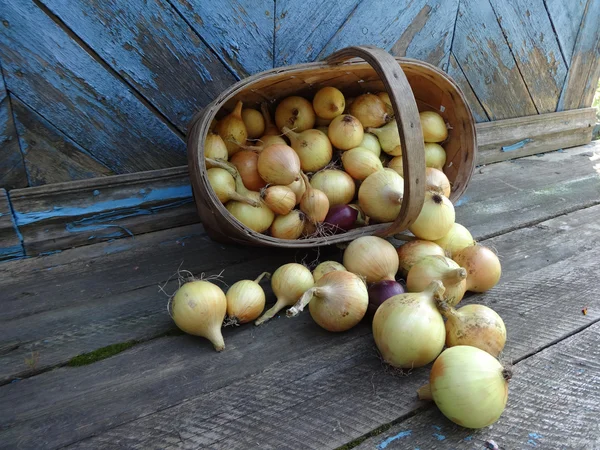 Basket of onion on wooden background — Stock Photo, Image