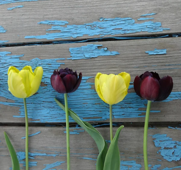 Yellow and black tulips on an old wooden background — Stock Photo, Image