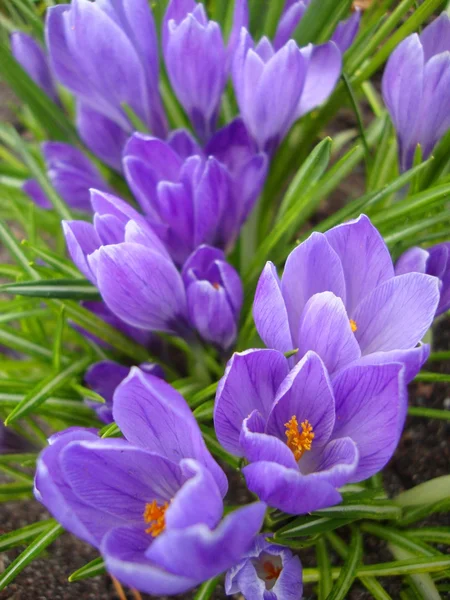 Spring flowers purple crocuses — Stock Photo, Image