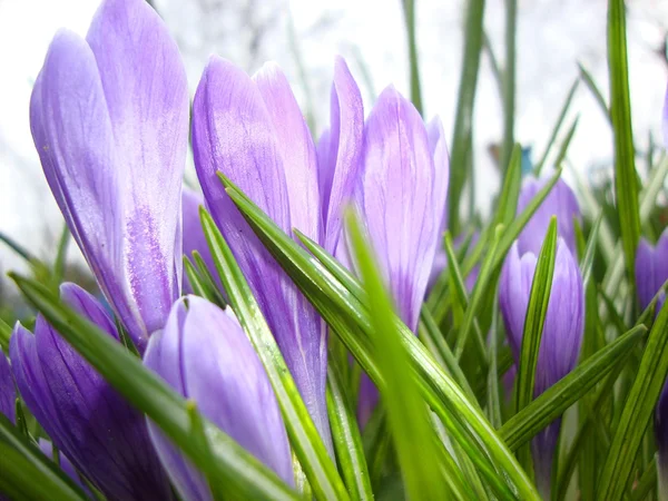 Spring flowers purple crocuses — Stock Photo, Image