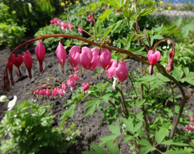 Bahçe çiçek kırık kalp