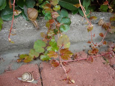 Yağmurdan sonra salyangoz