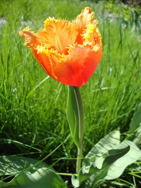 Tulipano rosso e giallo, illuminato dal sole in giardino — Foto Stock