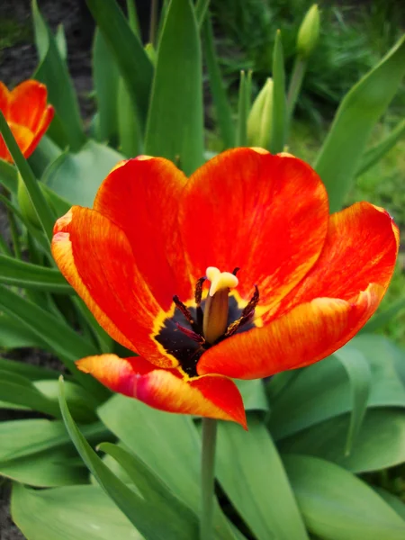 Красный и желтый тюльпан, освещенный солнцем в саду — стоковое фото
