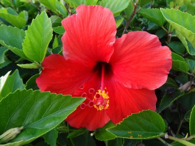 kırmızı amber çiçeği