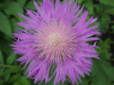 yeşil arka plan üzerinde mor peygamber çiçeği