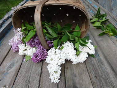 Leylak eski ahşap zemin üzerinde bir sepet içinde buket