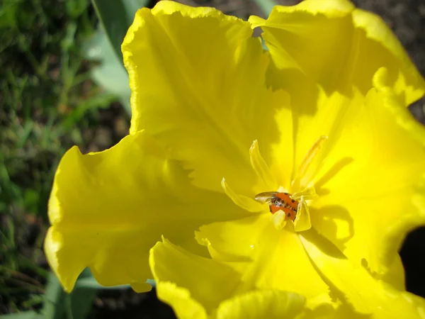 Uğur böceği üzerinde sarı lale — Stok fotoğraf