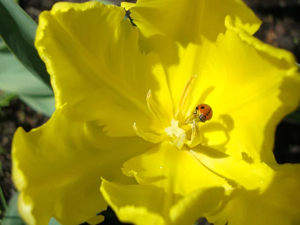 Ladybug on a yellow Tulip — Stock Photo, Image