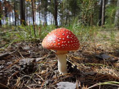 sinek agaric ormanda güneş tarafından yaktı