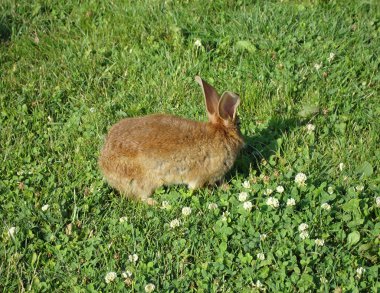 kahverengi tavşan çim üzerinde oturan