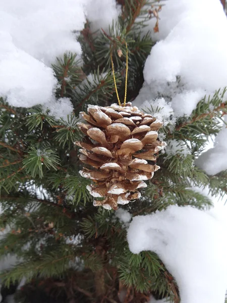 Decorative bump on the snow-covered spruce — Stock Photo, Image