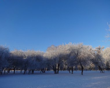 frost parkta ağaçların