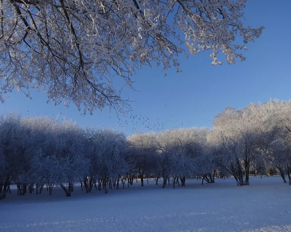 霜で公園の木 — ストック写真