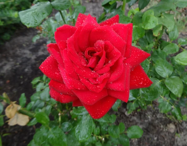 Rosa roja en el jardín después de la lluvia —  Fotos de Stock