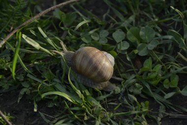 Yeşil çimlerin üzerinde dört yapraklı yoncayla sürünen kahverengi salyangoz. 