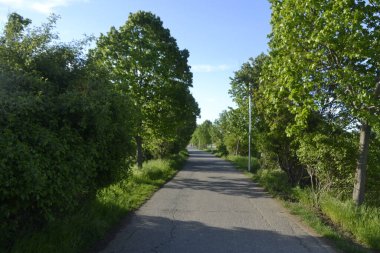 Asfalt yolu ilkbahar öğleden sonra güneşinde yeşil ağaçların arasında. 