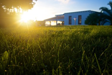 Green grass at sunrise clipart