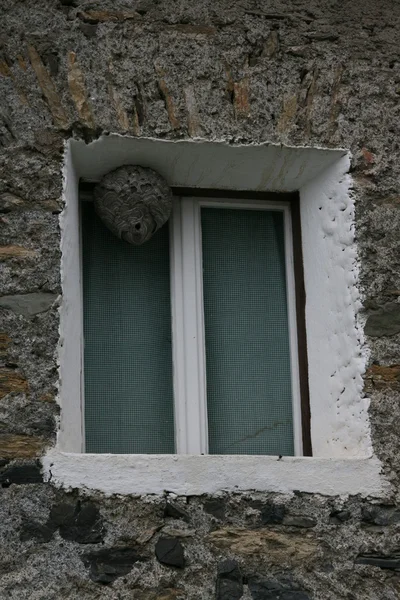 Wasp nest — Stockfoto