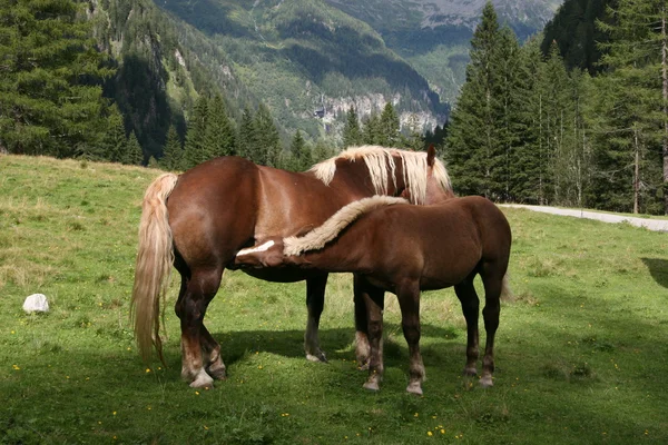 Horse nursing — Stock Photo, Image