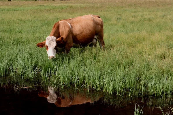 Krowy wyglądają odbicia — Zdjęcie stockowe