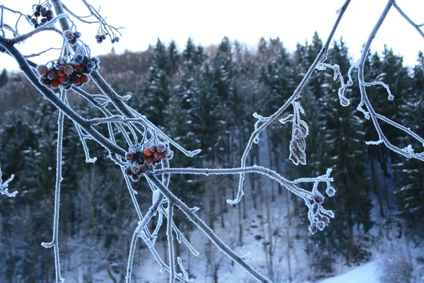 Frozen bough — Stock Photo, Image