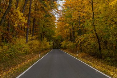 Hainich Ulusal Parkı 'nda sonbahar atmosferi - Thüringen / Almanya