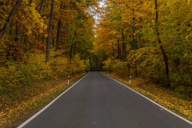 Hainich Ulusal Parkı 'nda sonbahar atmosferi - Thüringen / Almanya