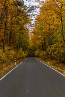 Hainich Ulusal Parkı 'nda sonbahar atmosferi - Thüringen / Almanya