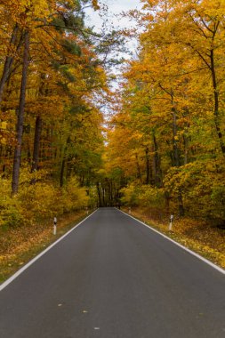Hainich Ulusal Parkı 'nda sonbahar atmosferi - Thüringen / Almanya