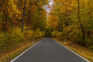 Hainich Ulusal Parkı 'nda sonbahar atmosferi - Thüringen / Almanya