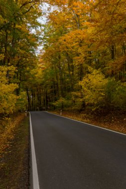 Hainich Ulusal Parkı 'nda sonbahar atmosferi - Thüringen / Almanya