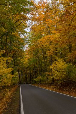Hainich Ulusal Parkı 'nda sonbahar atmosferi - Thüringen / Almanya
