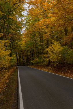 Hainich Ulusal Parkı 'nda sonbahar atmosferi - Thüringen / Almanya