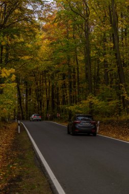 Hainich Ulusal Parkı 'nda sonbahar atmosferi - Thüringen / Almanya
