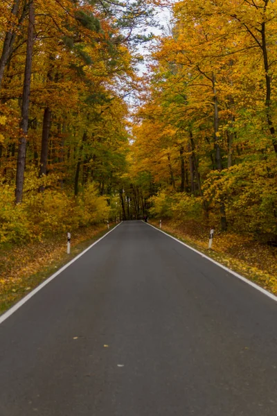 Jesienna Atmosfera Parku Narodowym Hainich Turyngia Niemcy — Zdjęcie stockowe