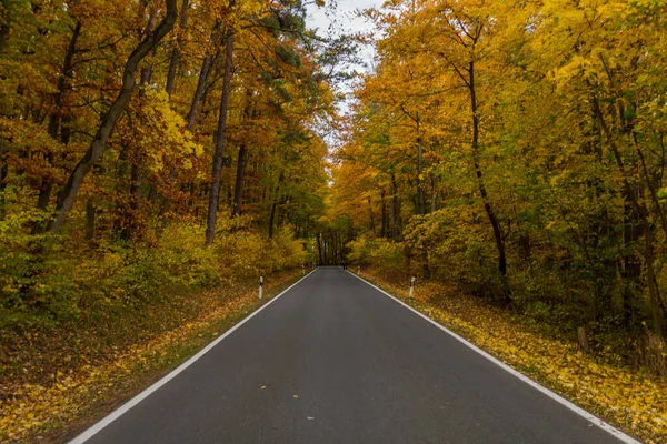 Atmosphère Automnale Dans Parc National Hainich Thuringe Allemagne — Photo