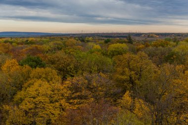Hainich Ulusal Parkı 'nda sonbahar atmosferi - Thüringen / Almanya