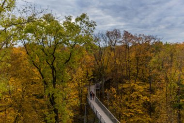 Hainich Ulusal Parkı 'nda sonbahar atmosferi - Thüringen / Almanya
