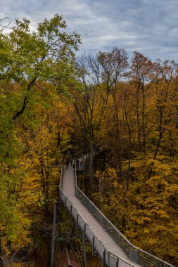 Hainich Ulusal Parkı 'nda sonbahar atmosferi - Thüringen / Almanya