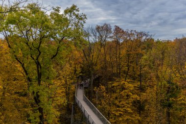 Hainich Ulusal Parkı 'nda sonbahar atmosferi - Thüringen / Almanya