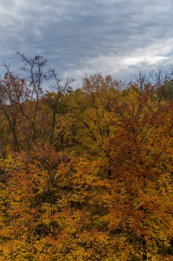 Hainich Ulusal Parkı 'nda sonbahar atmosferi - Thüringen / Almanya