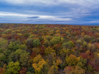 Hainich Ulusal Parkı 'nda sonbahar atmosferi - Thüringen / Almanya