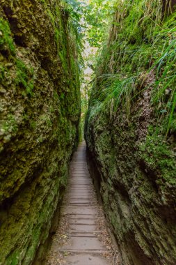 Eisenach yakınlarındaki Thüringen Ormanı 'ndaki güzel Wartburg Kalesi' nde sonbahar yürüyüşü - Thüringen / Almanya