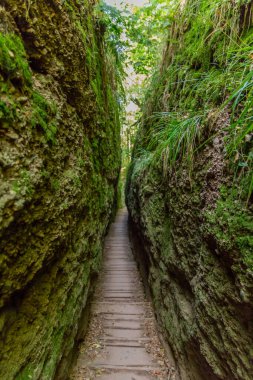 Eisenach yakınlarındaki Thüringen Ormanı 'ndaki güzel Wartburg Kalesi' nde sonbahar yürüyüşü - Thüringen / Almanya