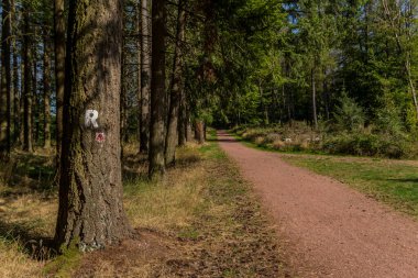 Eisenach yakınlarındaki Thüringen Ormanı 'ndaki güzel Wartburg Kalesi' nde sonbahar yürüyüşü - Thüringen / Almanya
